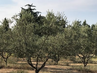 MAS de charme avec terrain à Saint Remy De Provence